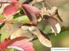 paperbark maple (Acer griseum) fruits in fall