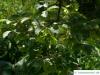 paperbark maple (Acer griseum) leaves