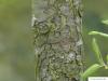 pear (Pyrus communis) trunk / bark