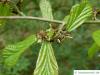 persian ironwood (Parrotia persica) shoots after flowering
