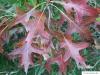 pin oak (Quercus palustis) leave color in autumn