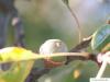 pin oak (Quercus palustis) fruits / acorns