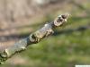 pumpkin ash (Fraxinus profunda) axial buds