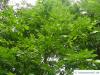 pumpkin ash (Fraxinus profunda) crown in summer