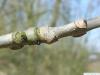 pumpkin ash (Fraxinus profunda) branch with leaf scars