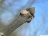 pumpkin ash (Fraxinus profunda) terminal bud