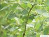 quaking aspen (Populus tremula) leaves