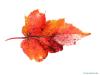 red maple (Acer rubrum) leaf in autumn