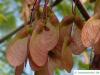 red maple (Acer rubrum) fruit