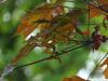 red norway maple (Acer platanoides 'Faassen's Black') fruit