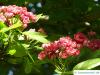 redthorn (Crataegus laevigata 'Paul’s Scarlet') blossom