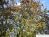 redthorn (Crataegus laevigata 'Paul’s Scarlet') tree in summer