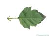 redhaw hawthorn(Crataegus sanguinea) leaf underside