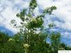 european Mountain ash (Sorbus aucuparia) flower