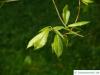 sawtooth oak (Quercus acutissima) leaf