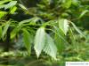 sawtooth oak (Quercus acutissima) leaves