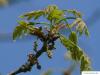 scarlet oak (Quercus coccinea) flower