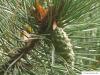 scotch pine (Pinus sylvestris) cone
