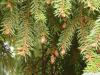 serbian spruce (Picea omorika) branch tips