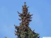 serbian spruce (Picea omorika) tree tip