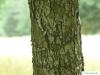 service tree (Sorbus domestica) trunk / bark