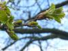 sessile oak (Quercus petraea) budding in spring