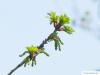 sessile oak (Quercus petraea) flower