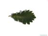 sessile oak (Quercus petraea) leaf