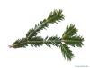 silver fir (Abies alba) needles branch