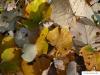 silver lime (Tilia tomentosa) trunk / bark