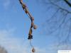 silver lime (Tilia tomentosa) fruit in winter