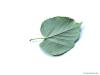 silver lime (Tilia tomentosa) leaf underside
