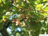 silver lime (Tilia tomentosa) foliage