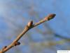 silver lime (Tilia tomentosa) terminal bud