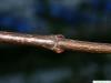 silver maple (Acer platanoides) branch with axial buds