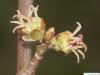 silver maple (Acer platanoides) flowers