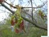 silver maple (Acer platanoides) fruit wing nut