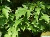 silver maple (Acer platanoides) leaves in summer