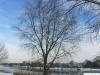 silver maple (Acer platanoides) tree in winter