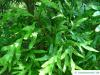 silky oak (Grevillea robusta) leaves