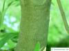 silky oak (Grevillea robusta) trunk / bark