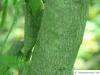 silver wattle (Acacia dealbata) trunk