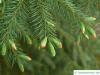 sitka spruce (Picea sitchensis) branch