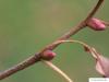 small leaved lime (Tilia cordata) twig