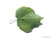 small leaved lime (Tilia cordata) leaf underside