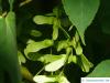 snake bark maple (Acer pectinatum subsp. laxiflorum) fruit