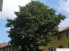 spaehts alder (Alnus spaethii) crown in summer