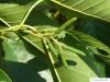 spaehts alder (Alnus spaethii) flower buds