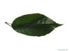 spaeths alder (Alnus spaethii) leaf
