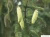 spruce cone (Picea abies 'Acrocona') young cones